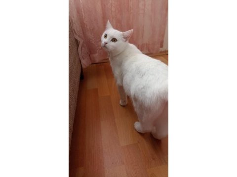 3 tane british shorthair