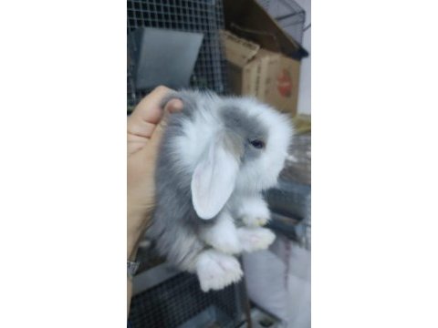 Hollanda lop tavşan