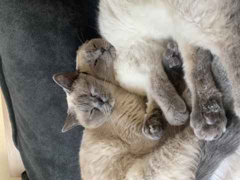 Kedilerimiz için anne ve kızımız için kalıcı yuva aranıyor