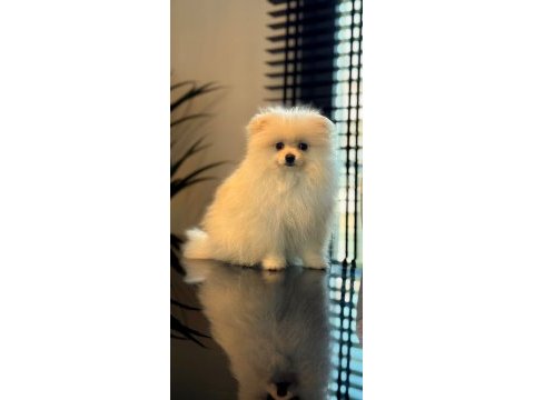 Show kalite pomeranian yavrular