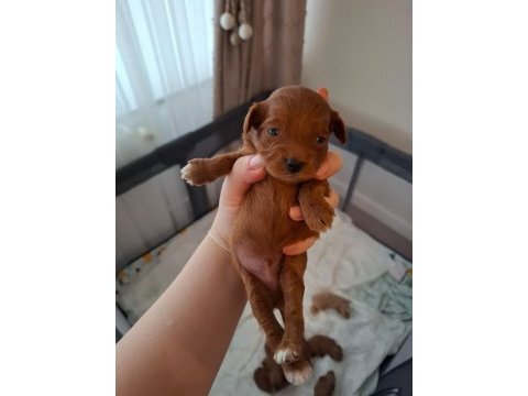 Evde büyüyen poodle kalitesinde maltipoo bebekler