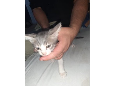 2 erkek 1 kız tekir kedi
