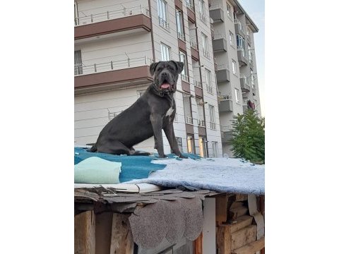 Erkek blue cane corso