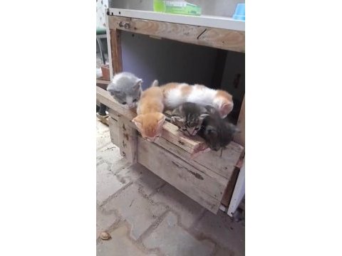 Cins kedimiz ile tekir çiftleşmesi
