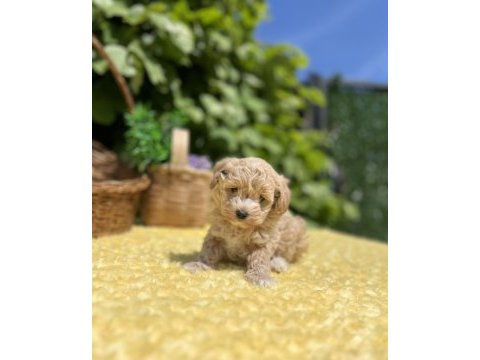Harika güzellikte maltipoo yavrular