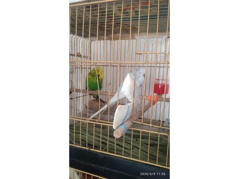 2 yumurtası var sevda papağanı çift olarak