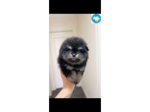 Ayı surat pomeranian boo son erkek yavrumuz