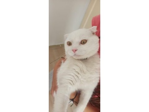 Orjinal scottish fold beyaz 3 aylık yavru