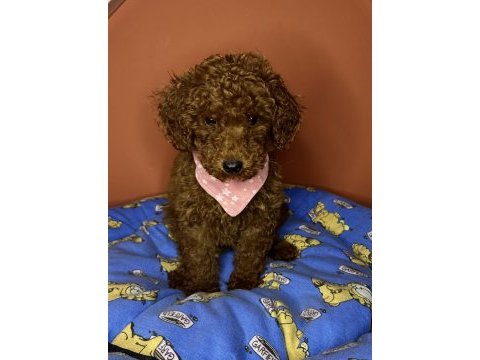 3 aylık toy poodle yavrumuz
