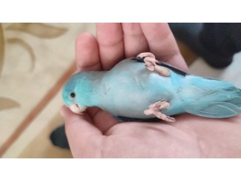 Full evcil 3 aylık mavi erkek forpus papağanı