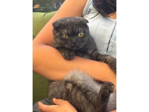 Ailem evde istemediği için kedimi sahiplendiriyorum