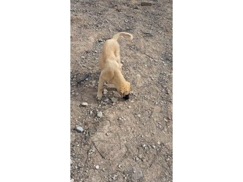 3.5 aylığa yakın dişi kaliteli yavru köpeğimiz