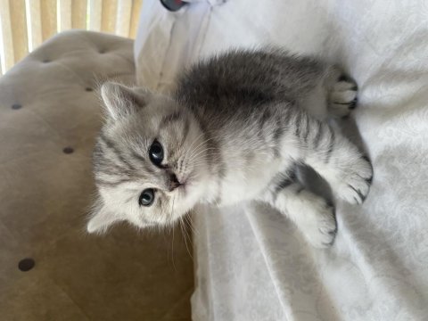 British shorthair british blue point yavruları 1 aylık