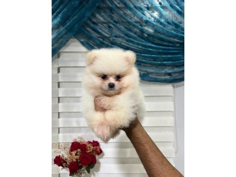 Pomeranian yavrularımız