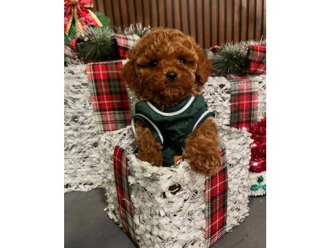 Erkek toy poodle köpeği