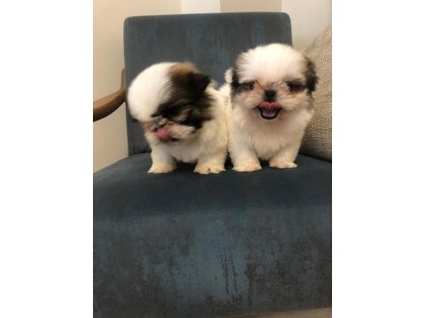 Erkek shih tzu pandalar