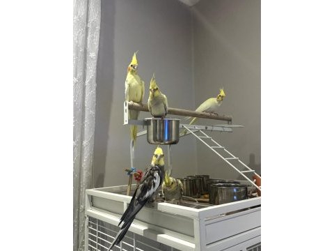 Bireysel ev üretimi sultan papağanı