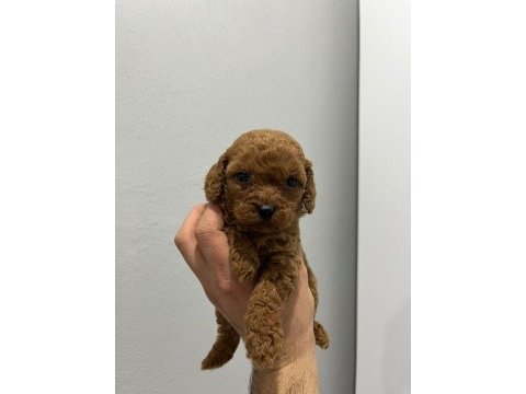 Dişi erkek toy poodle yavruları