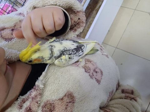 Yavru damızlık kuşlar balık çeşitleri