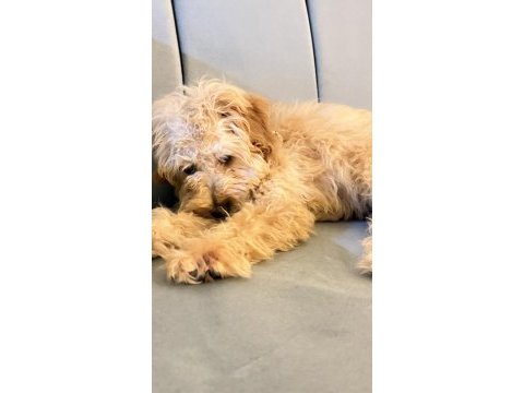 Ücretli sahiplendirme poodle