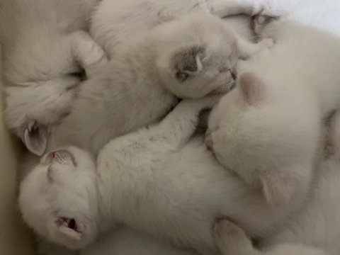 Scottish fold