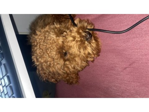 7 aylık toy poodle yavru