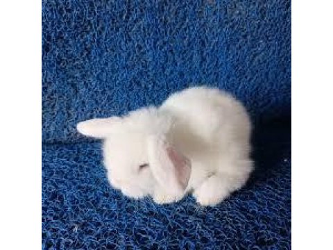 Orjinal hollanda lop ve cüce tavşanlarım
