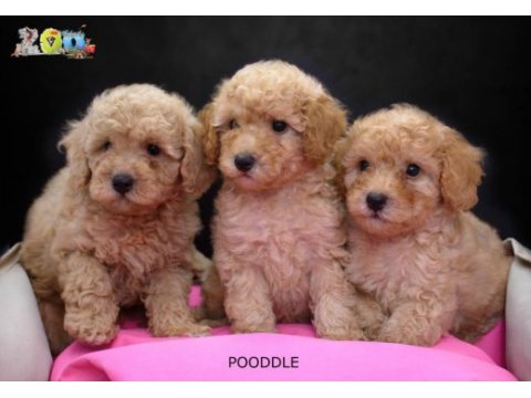 Toy poodle bebeklerimiz ailelerini bekliyor