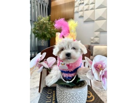 Prenses maltese kızımız bonny