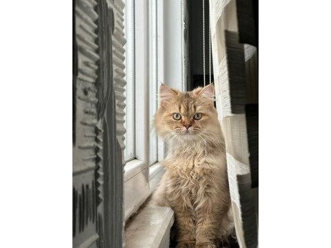 Ücretsiz british longhair 10 aylık