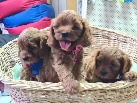 A kalite gerçek anne babadan cavapoo yavrular