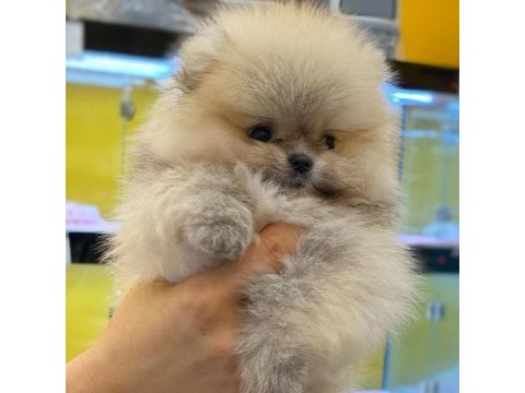 Dünya tatlısı pomeranian yavruları