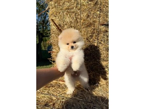 Yavru pomeranian boo köpekler
