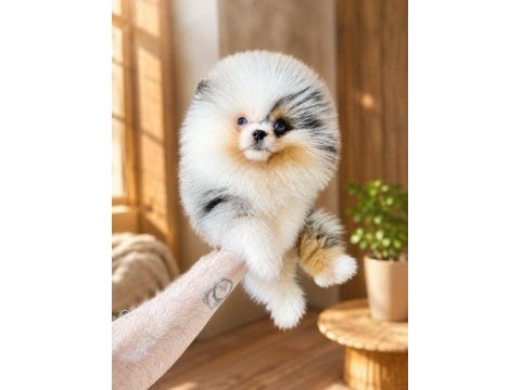 Pomeranian yavru