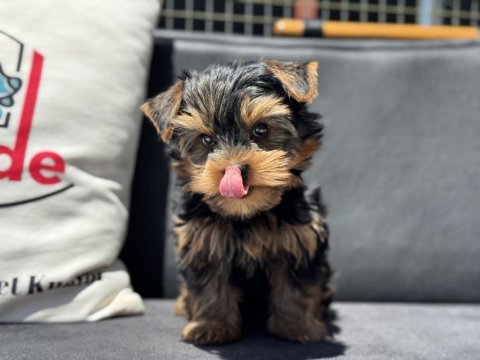 Anti allerjik tea cup yorkshire terrier yavrumuz