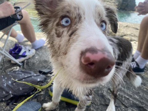Blue merle border collie toby’e yeni yuvasını arıyorum