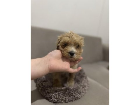 Maltipoo erkek bebeğim