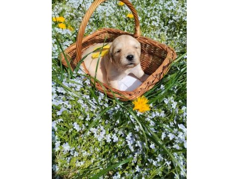 Golden retriever gelip görerek alabilirsiniz