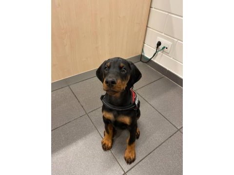 Evinizin neşesi doberman her yere kapıda öde
