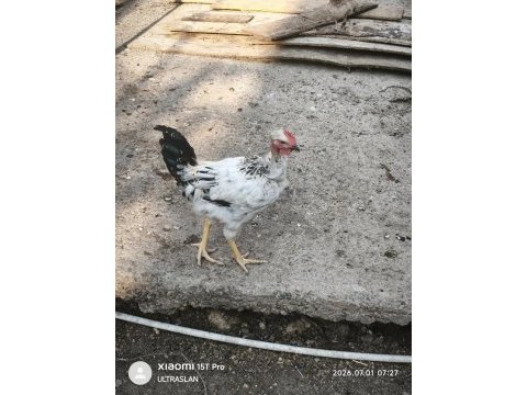 Satılık 1 horoz 9 köy tavuğu 6 kel tavuk 5 yarka