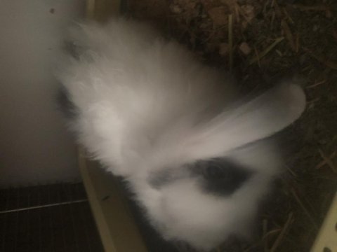 Safkan hollanda lop tavşanı