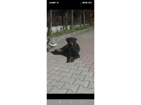 Dişi rottweiler