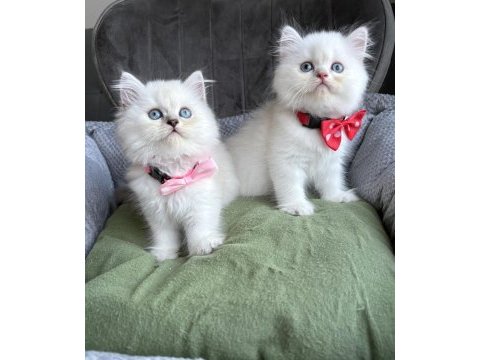 Kaliteli silver point british longhair bebekler