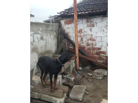 Yer ve iyi bakılmadığından sebep doberman sahiplendiriyorum