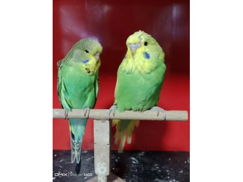 Konuşturmalık renk güzeli show jumbo muhabbet kuşlar