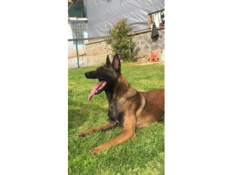 Teslime hazır fcı kıf şecereli malinois yavrularım