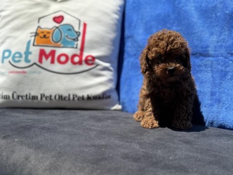 Kalite ve güvenin adresi petmode den toy poodle