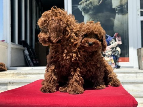 Redbrown kore toy poodle yavrularımız