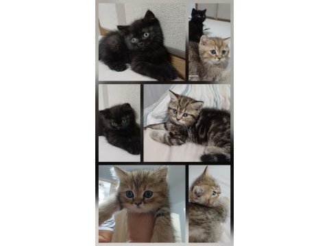 3 kardeş kedimiz