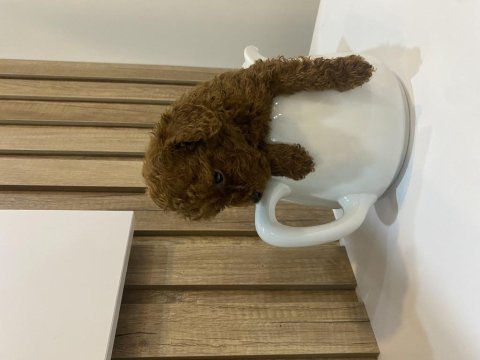 Sağlık ve ırk garantili show kalite poodle patilerim